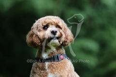 Cavapoo