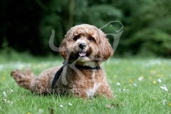 Cavapoo