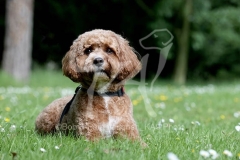 Cavapoo