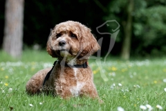 Cavapoo