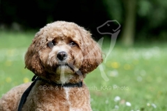 Cavapoo