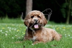 Cavapoo