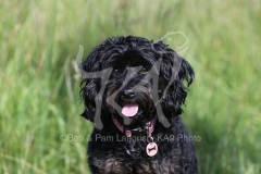 Cavapoo
