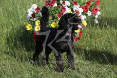 Cavapoo