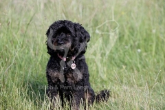 Cavapoo
