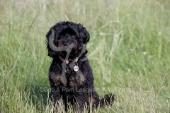 Cavapoo