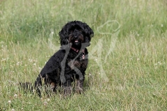 Cavapoo