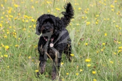 Cavapoo