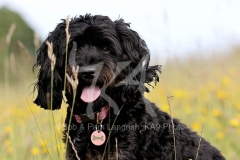 Cavapoo