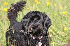 Cavapoo