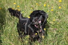Cavapoo