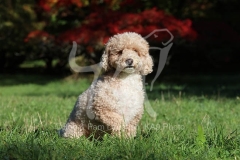 Cavapoo