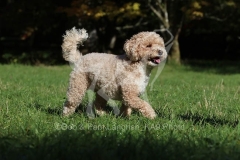 Cavapoo