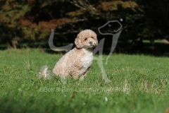 Cavapoo