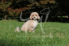 Cavapoo