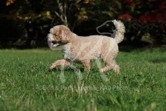Cavapoo