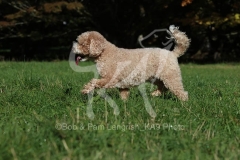 Cavapoo