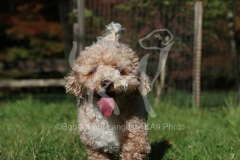 Cavapoo