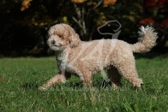 Cavapoo
