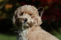 Cavapoo