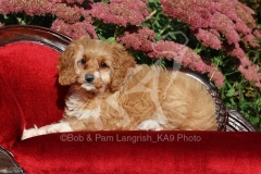 Cavapoo
