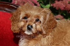 Cavapoo