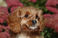 Cavapoo