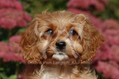 Cavapoo