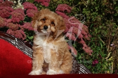 Cavapoo