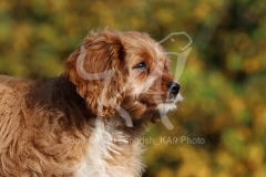 Cavapoo