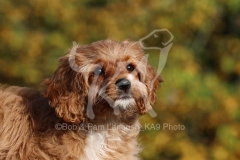 Cavapoo