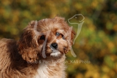 Cavapoo