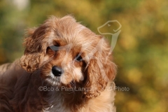 Cavapoo
