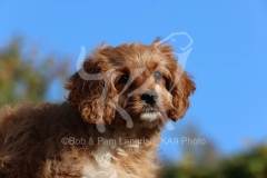 Cavapoo