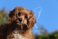 Cavapoo