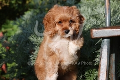 Cavapoo