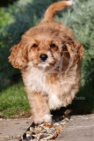 Cavapoo