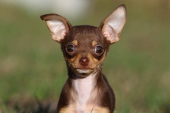 Chihuahua