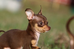 Chihuahua