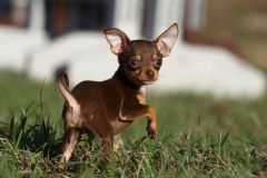 Chihuahua