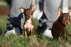 Chihuahua