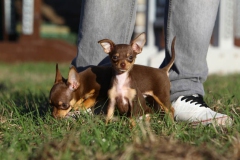 Chihuahua