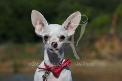 Chihuahua