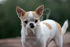 Chihuahua