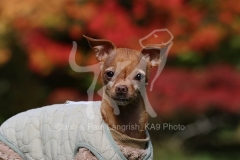 Chihuahua