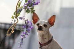 Chihuahua