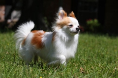 Chihuahua