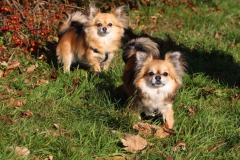 Chihuahua