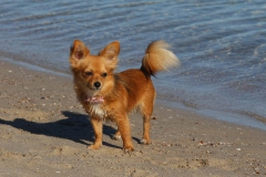Chihuahua