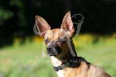 Chihuahua